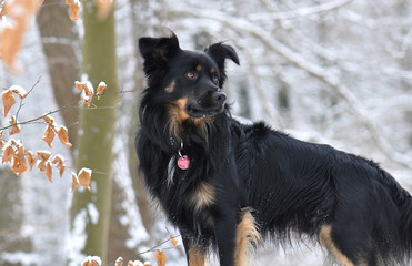 Aussi im Wald