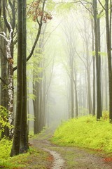 Panele Szklane Podświetlane  Górski szlak w mglistym wiosennym lesie podczas deszczu