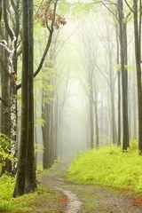 Fototapeten Mountain trail in misty spring forest during rainfall © Aniszewski