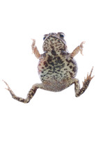 animal toad frog