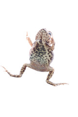 animal toad frog