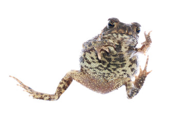 animal toad frog