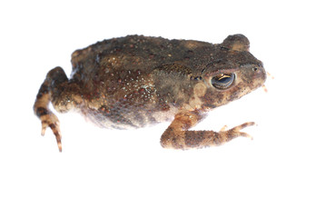 animal toad frog