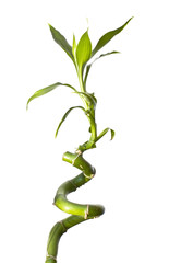 Bamboo isolated on white