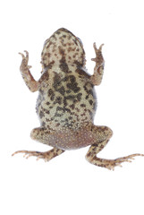 animal toad frog