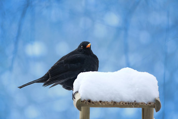 black bird