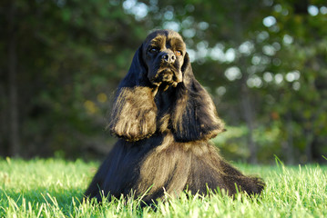 cocker spaniel