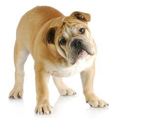 english bulldog puppy