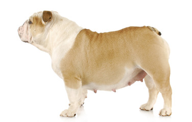 Fototapeta premium pregnant dog