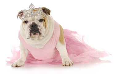 spoiled dog © Willee Cole