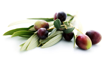 branch of olive oil