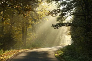 Fototapeten Landstraße durch den nebligen Herbstwald bei Sonnenaufgang © Aniszewski