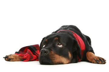 Rottweiler in a red scarf thoughtfully looks in top
