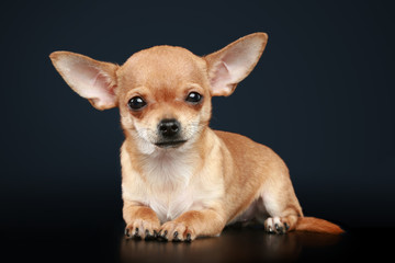 Chihuahua puppy lies on a dark background