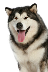 Alaskan malamute dog