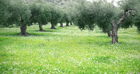 Türaufkleber Olivenbaum garden