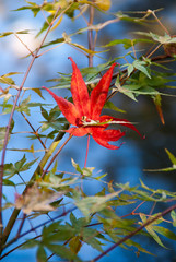 A single red Japanese maple leaf on a green and blue background