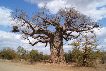 Fototapeta na wymiar drzewo boabab