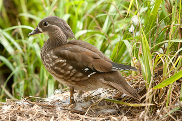 standing duck 8333