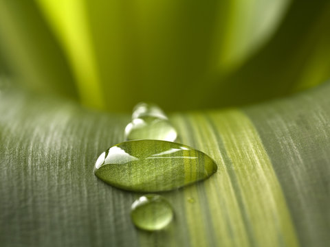 Wassertropfen auf gr&uuml;nem Blatt