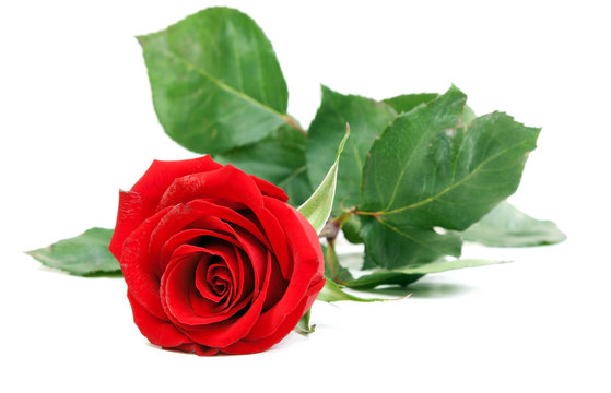 Red rose with green stem