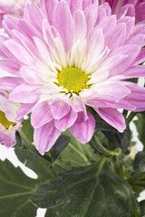 Obraz premium chrysanthemum