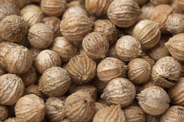 Dried coriander seeds full frame