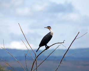Great Cormorant