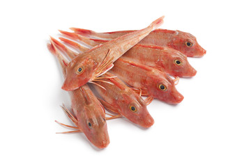 Fototapeta premium Fresh red Tub gurnard fishes