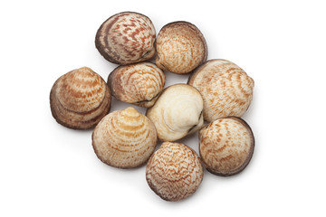 Whole fresh raw dog cockles