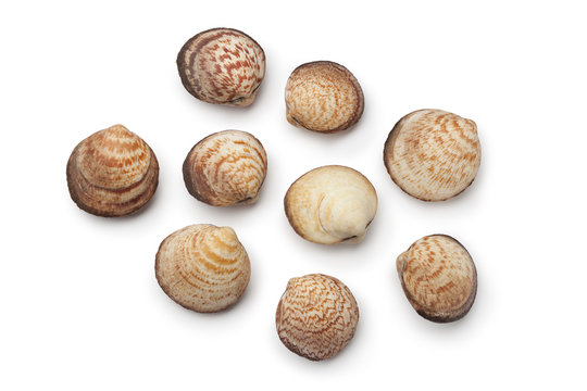 Whole fresh raw dog cockles