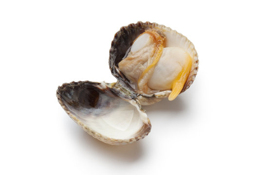 Whole fresh cooked cockle in the shell