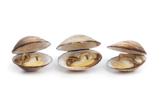 Whole fresh cooked dog cockles