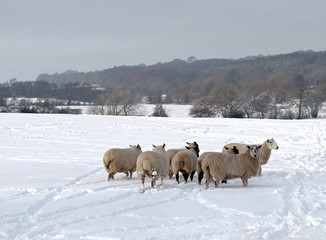 Naklejka premium A Flock of Sheep in the Snow