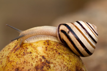 snail