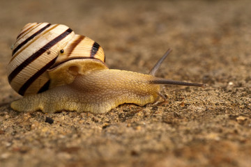 snail