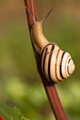 snail © Igor Syrbu