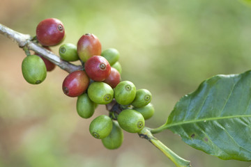 Coffee beans on plant