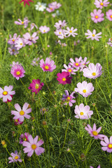Cosmos Flowers