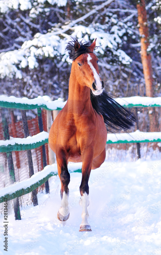 Wall mural arab horse moving with winter background behind