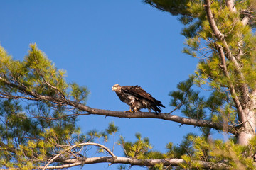 Wild Immature Bald Eagle Perched in White Pine Tree