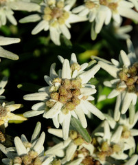 Edelweiss