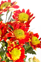Chrysanthemum Flowers