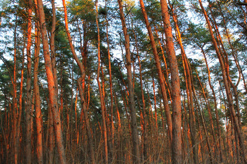 Лес в закатных лучах © virin