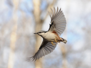 Flying Nuthatch with Open Wings
