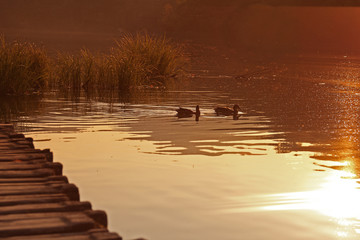 Kaczki w stawie, zachód słońca Plitwickie Jeziora, krajobraz © elisabeth3