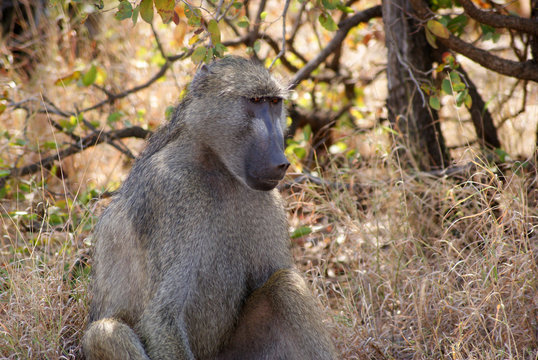 mono africano, babuino