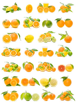 colección de frutas cítricas