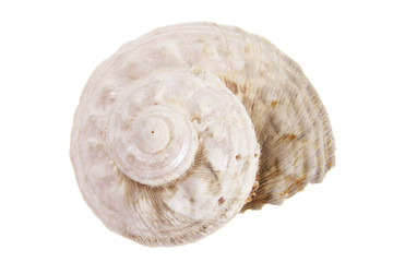 Snail Sea Shell