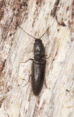 Obraz premium Click beetle sitting on tree, macro photo